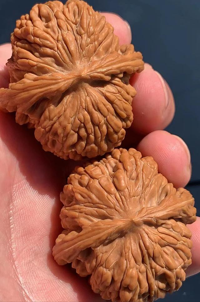 文玩核桃|文玩核桃篇——现在还能买到老树的四座楼狮子头吗？