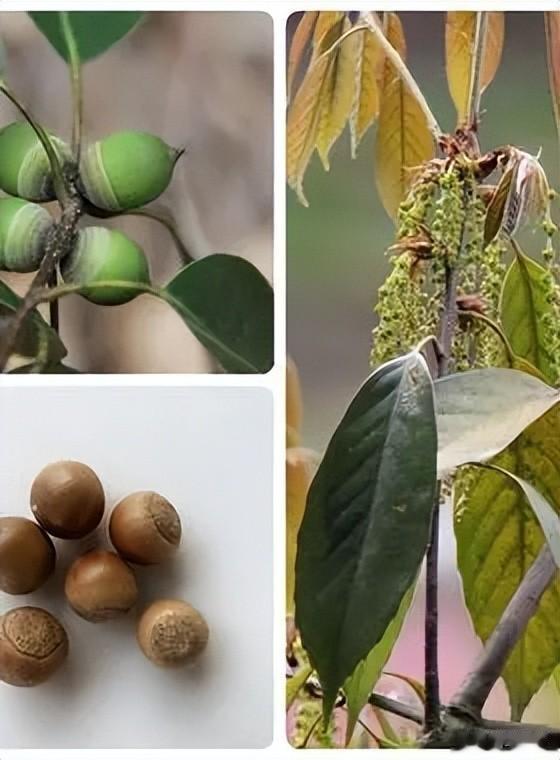 闺蜜|曾经是人们的主食,一棵结果数百斤,如今为何掉一地没人要?