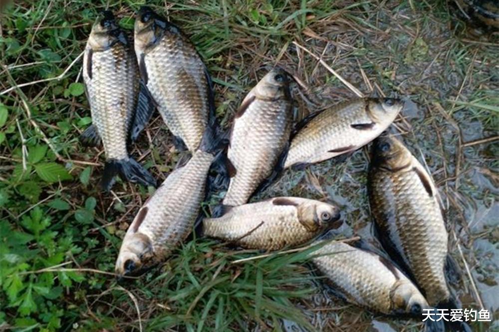 野钓大鲫鱼，公丁香的“不传秘方”，“绝杀”半斤以上