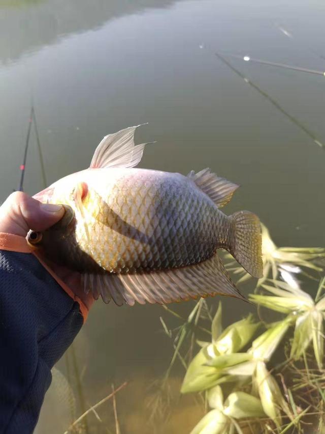 |野钓留意这几种鱼,对钓者威胁度很高,但殒命概率很小