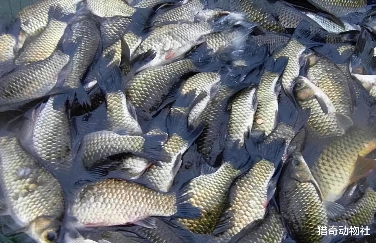 鲫鱼汤|曾经的鲫鱼是公认的河鲜,为何如今的鲫鱼越来越不好吃了?