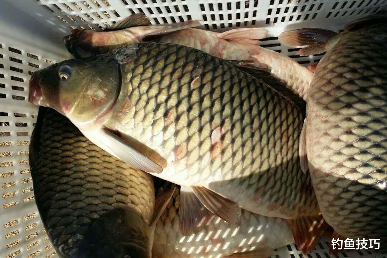 鲫鱼|为什么黑坑放钓的鲤鱼越来越大?如何钓大鲤鱼?钓大鲤鱼的要领