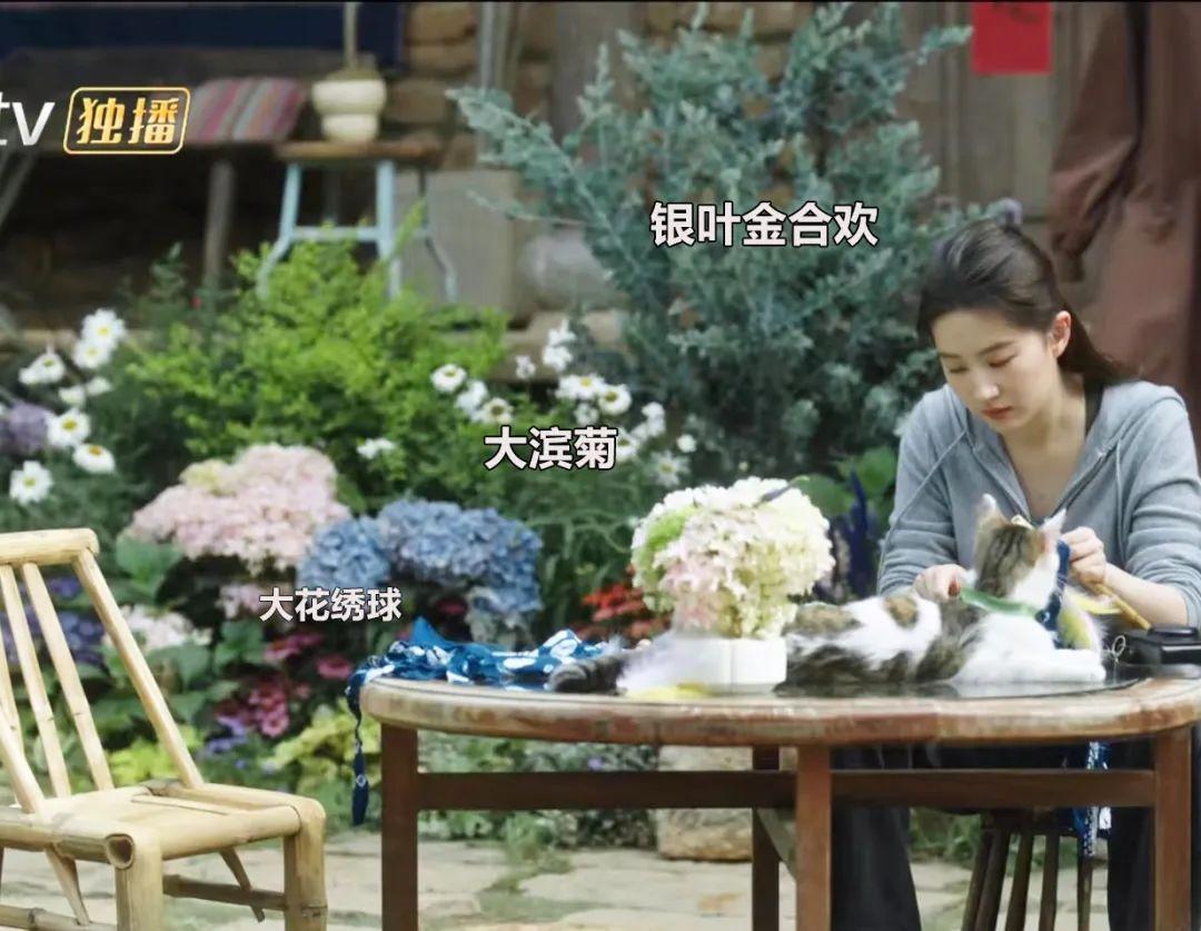 央视|《去有风的地方》感受草木温柔了时光治愈力!