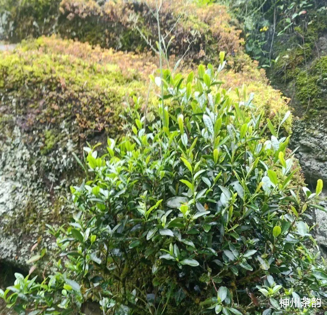 武夷山|武夷岩茶五大分类,你分得清楚吗?