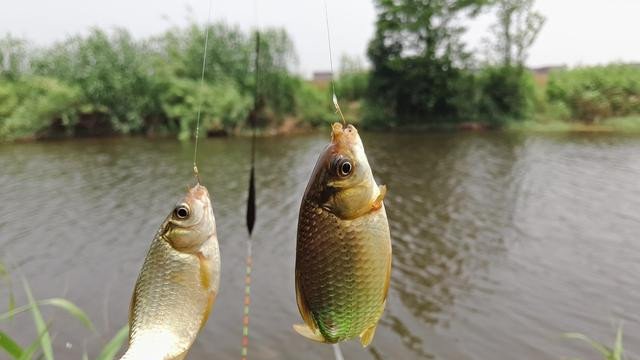 饵料|春季针对鱼口轻，“治标不治本”难有起色！谨记：诱鱼大于调整！