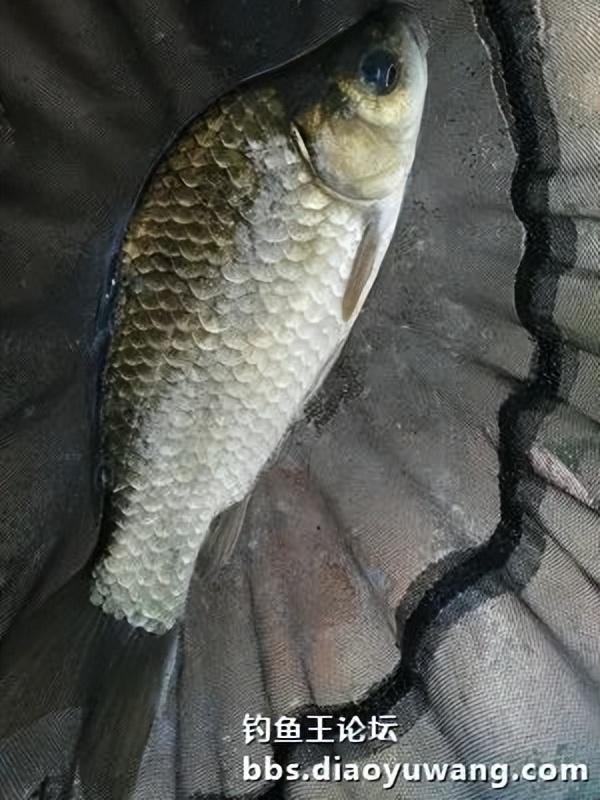 战高温酷暑,获大鲫双草