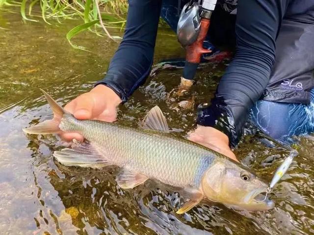 水库|半斤重！陕西钓友水库钓获巨型马口，网友希望钓鱼人放生