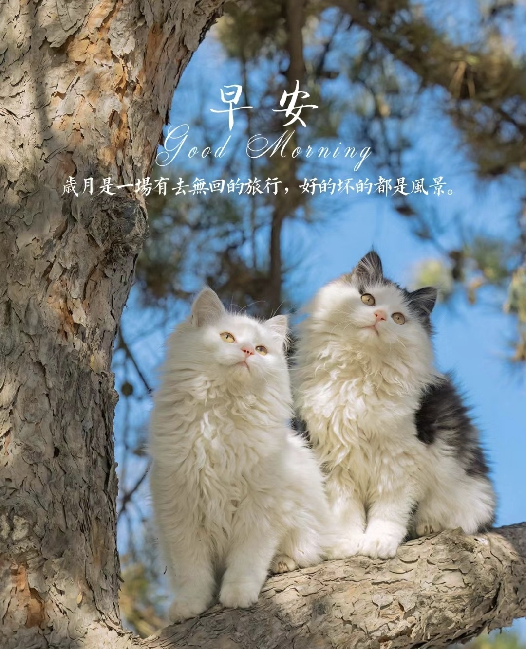 5个有意识的日常习惯,助你拥抱更积极的生活