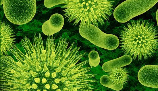 人类肠道微生物群入侵城市野生动物