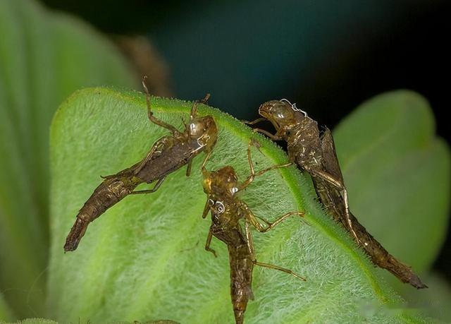 蚊子|1年吃掉3000只蚊子,8年才能长大,如今做成美食供不应求?