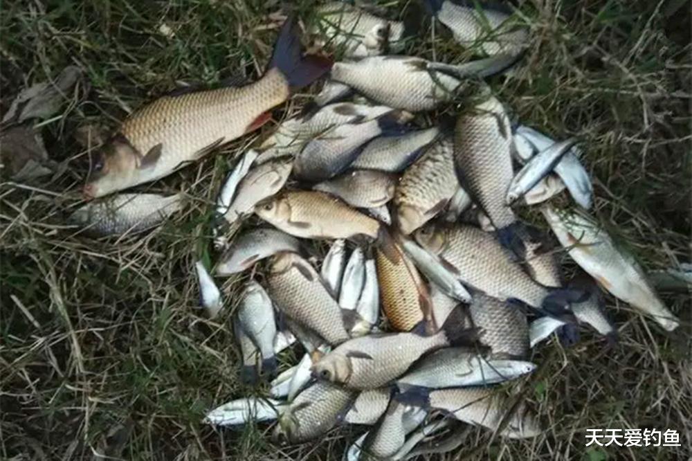 盛夏的鱼最难钓,“吃”透4个连竿绝学,爆护很容易