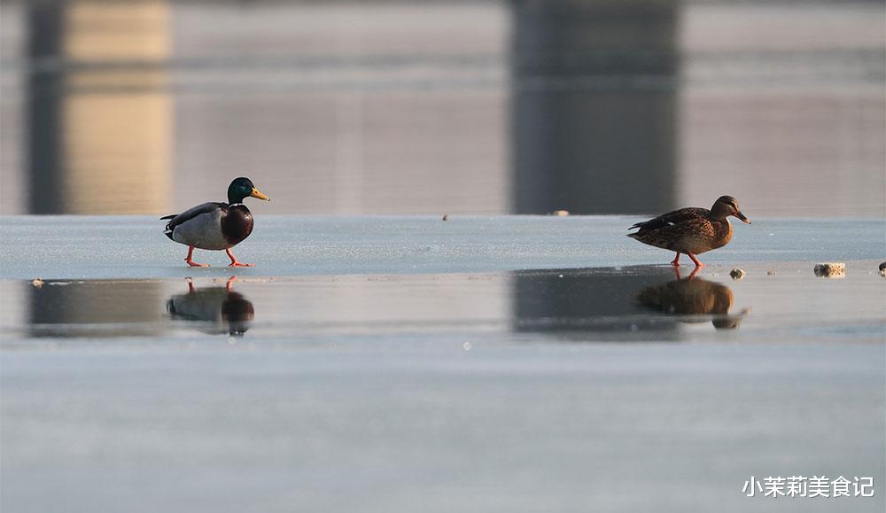 豌豆|明日进五九,提醒:1不动,2不去,吃3样,忌2事,冬春交替别大意