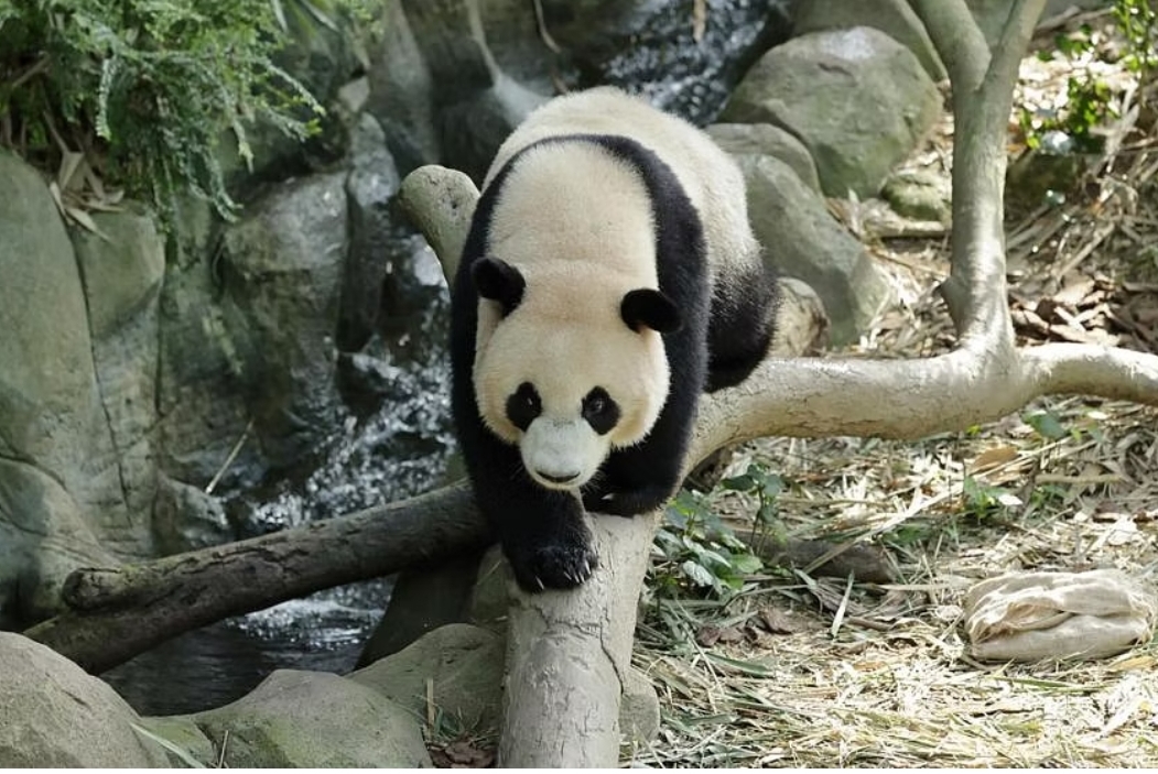 新加坡|新加坡出生的大熊猫飞往中国的航班推迟到一月，让乐乐粉丝有更多时间告别