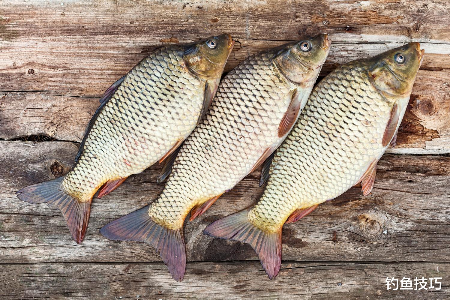 |春天钓鲤鱼,四钓四不钓,效果呱呱叫,四招很重要