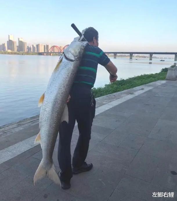 水老虎来袭!长江出现大量米级鱤鱼,一条鱼可吃光一个鱼塘