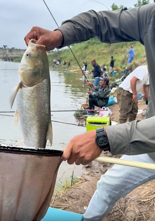 饵料|“湘资沅澧” 四大江,野钓鲢鳙经验总结,干货满满!