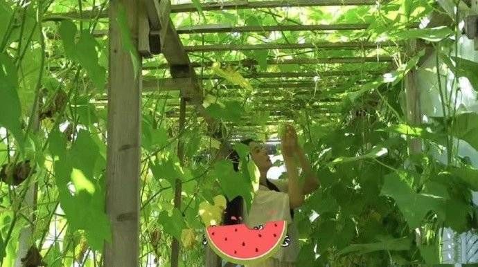 王祖贤|王祖贤温哥华种菜生活：长发腰间散发魅力，白皙肌肤透出平凡之美