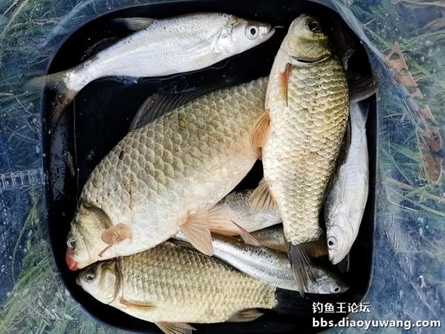 |野河板鲫最喜人