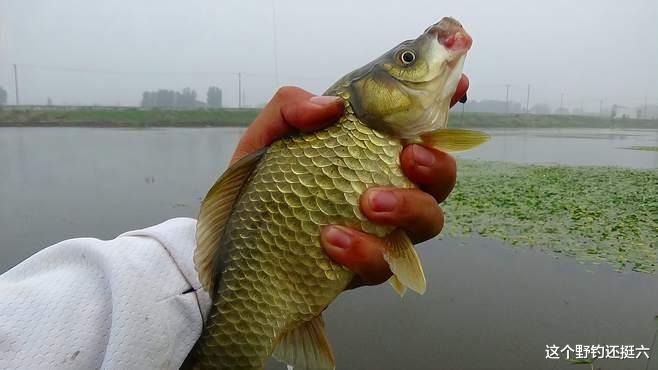 鲫鱼|“浅水没鱼,深水没口”夏季钓鲫鱼如何找对水深?合理钓浅鱼获多