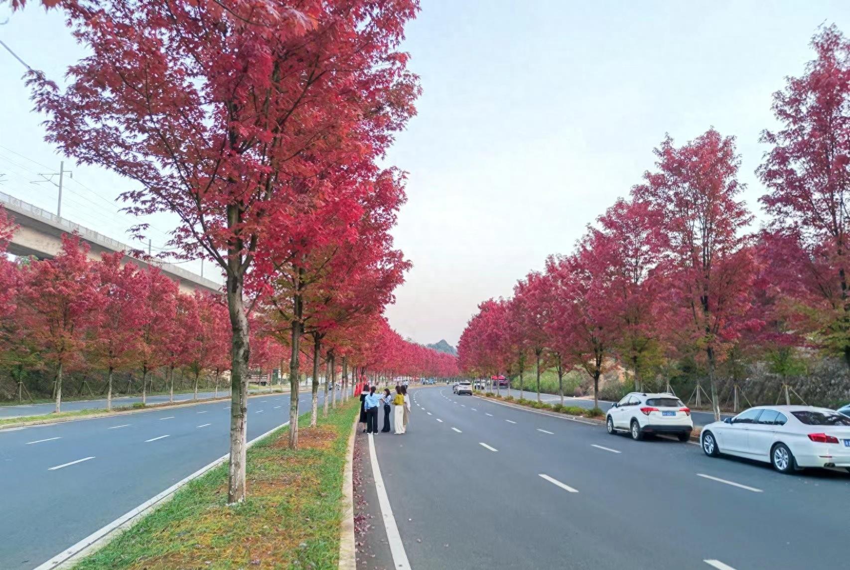 岳麓山|这条路6000株红枫已经红了，比岳麓山枫叶更美，工作日都人满为患