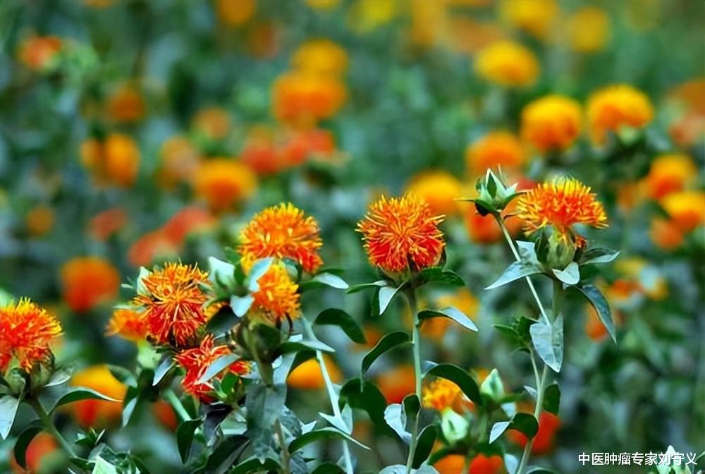 分享抗癌中药——红花,活血通经,祛瘀止痛,治疗冠心病常用 - 健康资讯