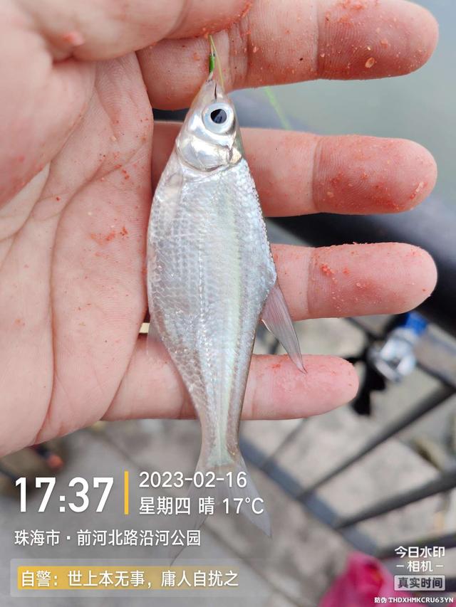 鲤鱼|给鱼尝尝肥宅快乐水，前有花河豚后有靓鲤鱼