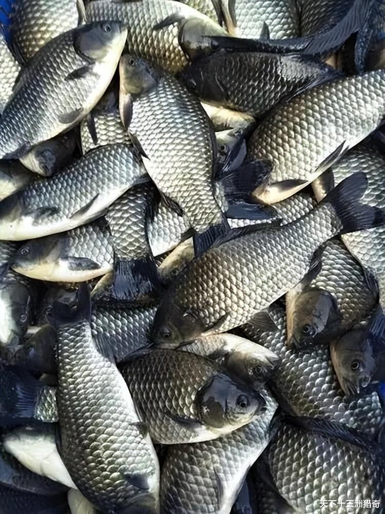 美食文化|鲫鱼曾是媲美海鲜黄花鱼的河中之鲜,但为啥现在的鲫鱼这么难吃了