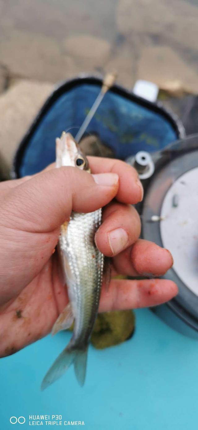 饵料|当隔夜窝遇上通杀腥,喜迎冬日小爆护