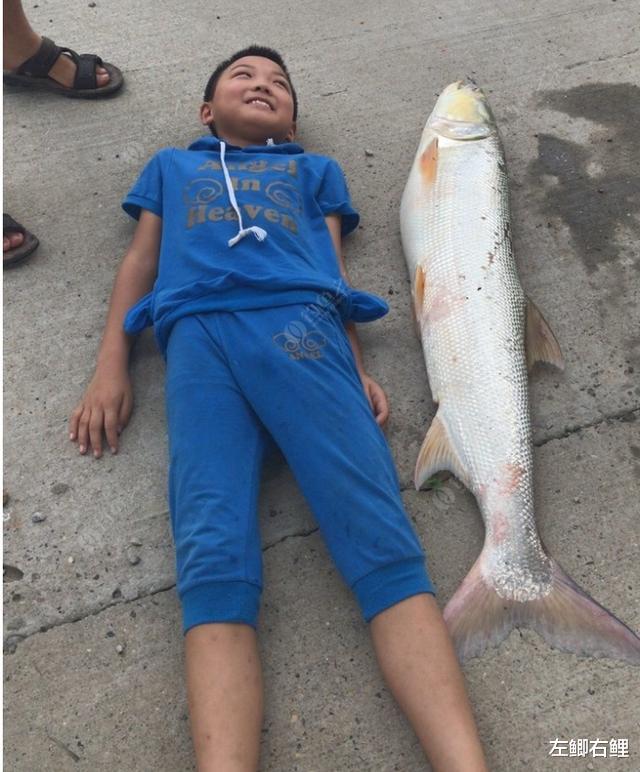 水老虎来袭!长江出现大量米级鱤鱼,一条鱼可吃光一个鱼塘