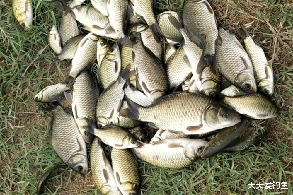 夏季钓鲫鱼,钓位不能胡乱选,大鲫鱼就在2种位置