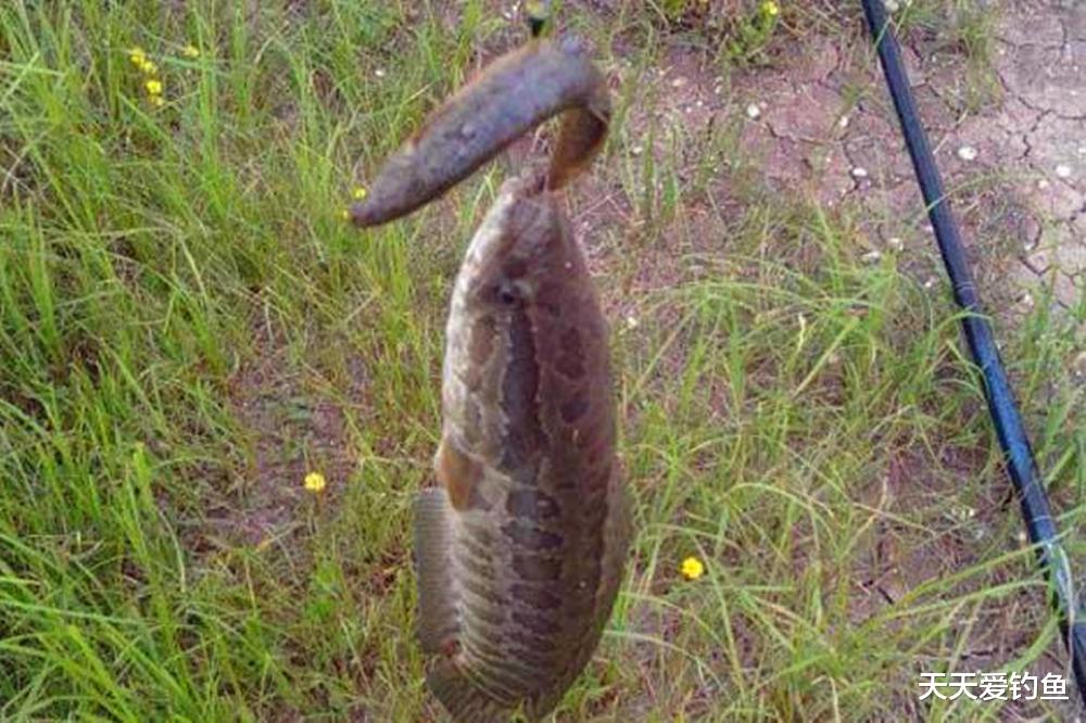 |夏天钓黑鱼，几种民间“土钓法”，简单又好用