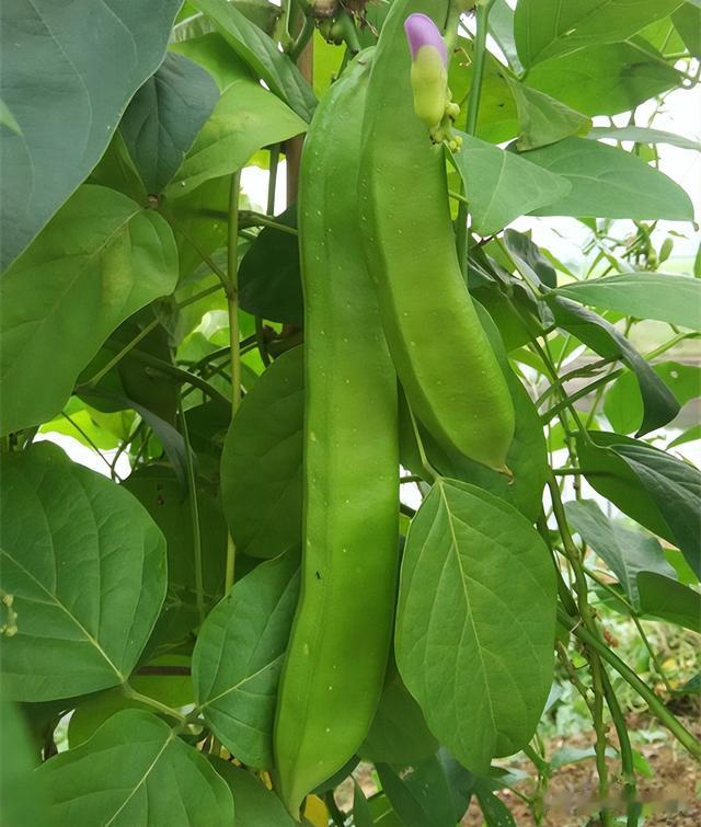 刀豆|這種蔬菜有毒，農(nóng)村卻常拿它來做家常菜和腌菜，而如今為何消失？