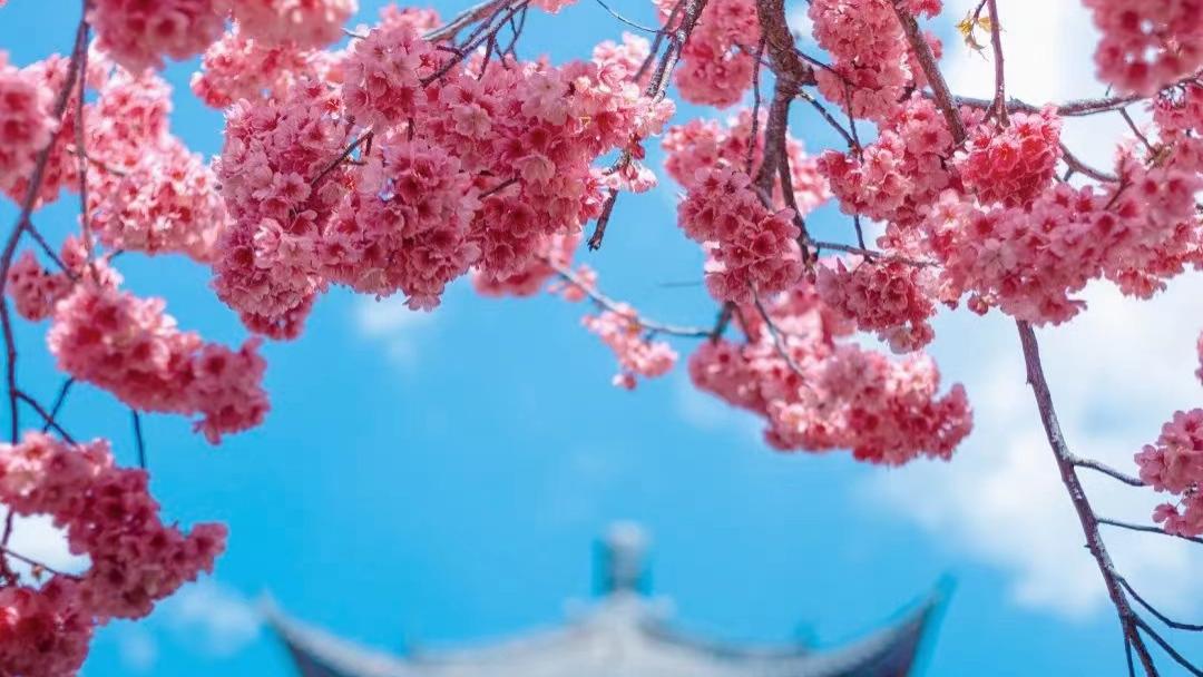 洱海|春天，去有风的地方看花！