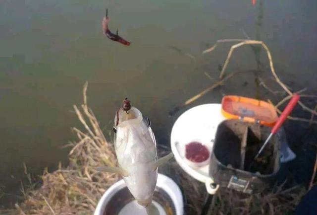 鲫鱼|野钓:鲫鱼的集中位置如何找？钓它需要注意什么？用什么饵钓？