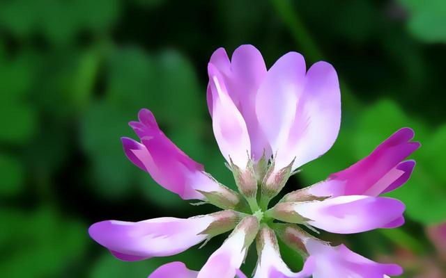 生肖|大器晚成的生肖有哪些？