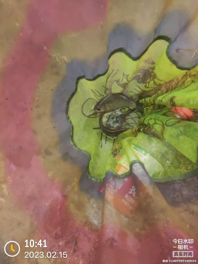 |昨天跑鱼,今天断线,只有大板鲫不离不弃