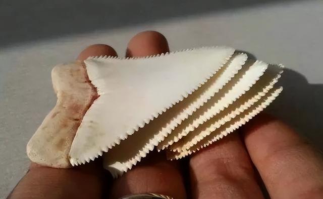 这8种“文玩” 建议大家碰都不要碰,玩久了,真的会倒大霉