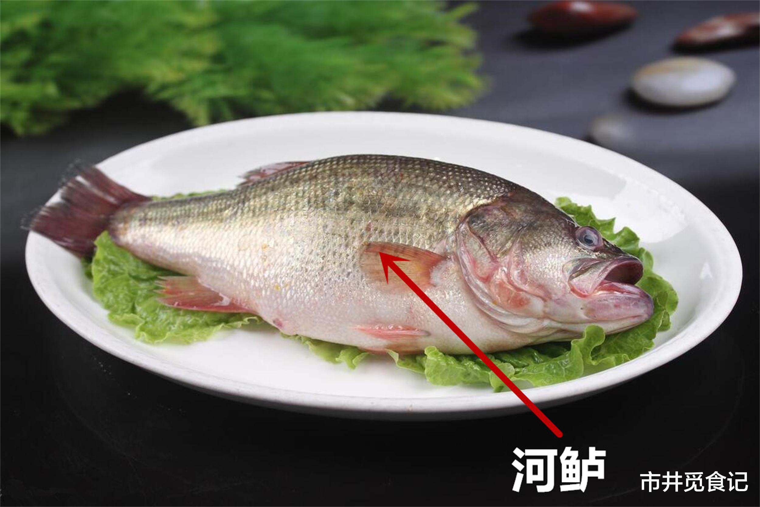 鲈鱼|买鲈鱼，要懂“海鲈”和“河鲈”的区别，差别不少，建议仔细了解