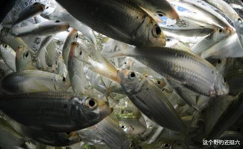 饵料|夏季钓鱼一定要用香吗？诱在前钓在后，让鱼口好的是物料不是味型