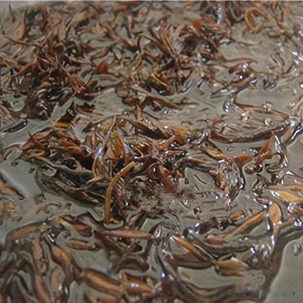 海带|我国瞧不上的“野菜”，却被日本大量进口，还称其为“长寿菜”？