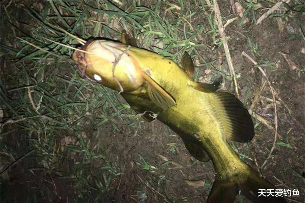 |这种钓法最适合懒人,不会钓鱼,也能渔获满满