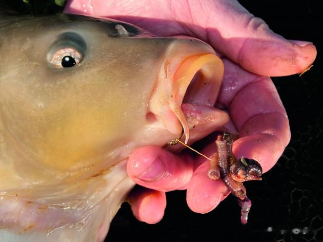 女孩|《话说欧鲤钓》诱饵篇 动物饵及成品饵节暨欧鲤钓创意实践赛规则
