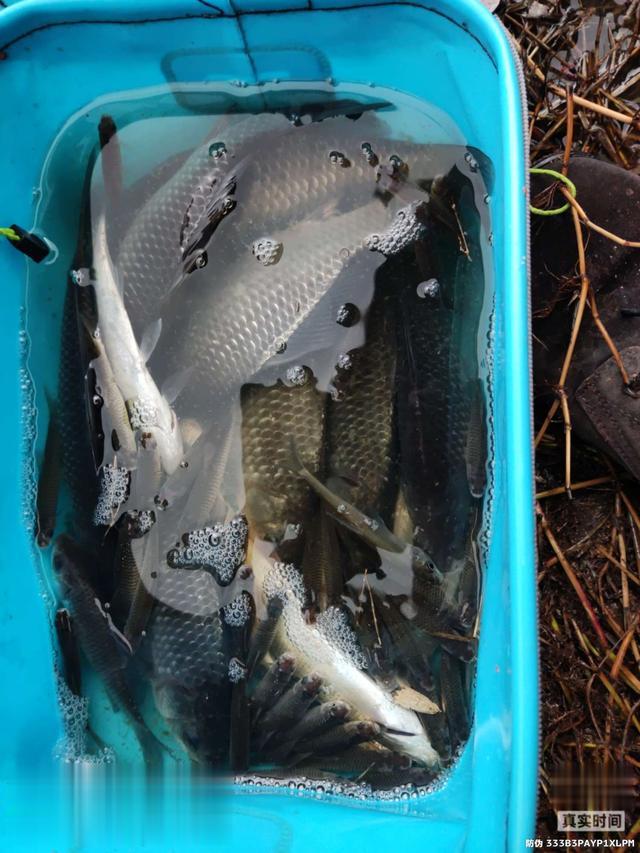 |意想不到,大鲫连连