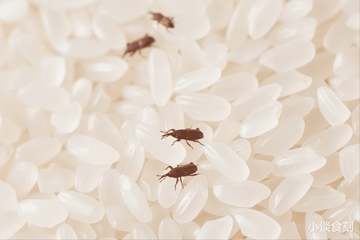 美食教程|伏天大米长虫咋办?米店老板教我3招,大米新鲜不易坏,没米虫了