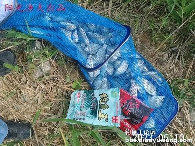 |大鲫加疯杀红虫，野河钓鲫爆护了