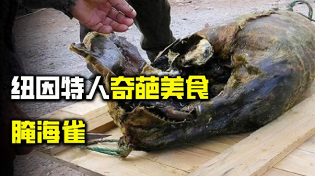 |因纽特人的美食腌海雀，内脏腐烂后用嘴吸食，臭味秒杀鲱鱼罐头！