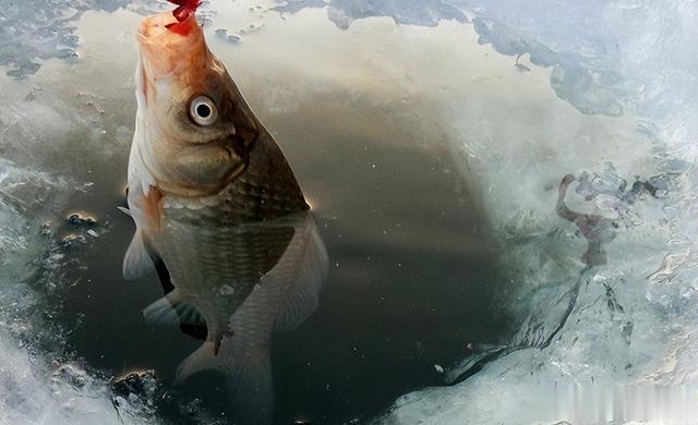 立冬过后，如何垂钓不放炮？