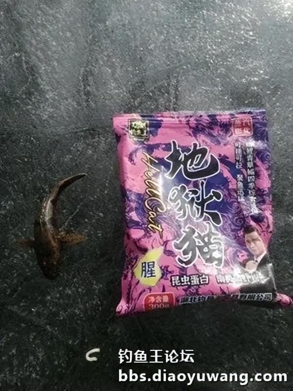 地狱猫冰上漫步，鲫鱼妹召之即来