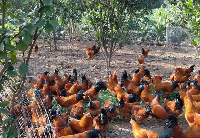 黄油|杀鸡时,肚子里有一块“黄油”常被丢掉,殊不知是个宝,涨知识了