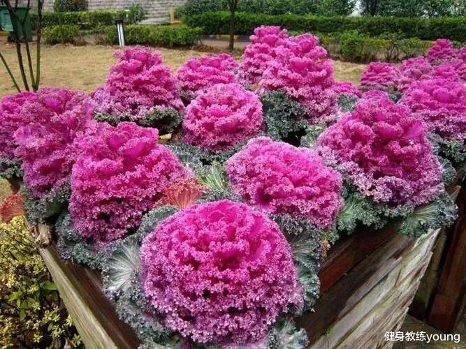 哈佛医学院力荐的7大超级食物